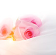 pink roses on a white silk