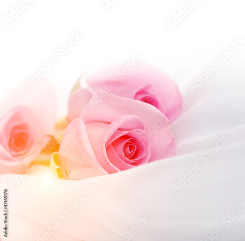 Photo: pink roses on a white silk pink roses on a white silk