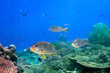 Foto: Coral reef and blackspotted sweetlips Coral reef and blackspotted sweetlips