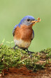 Eastern Bluebird