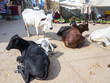 cows resting at the street