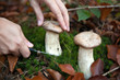 Pilze sammeln im Wald