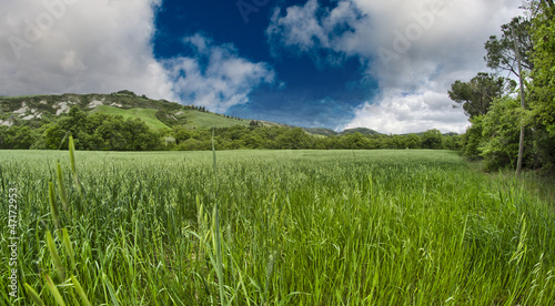Photo: Green field under blue sky. Beautiful nature background Green field under blue sky. Beautiful nature background