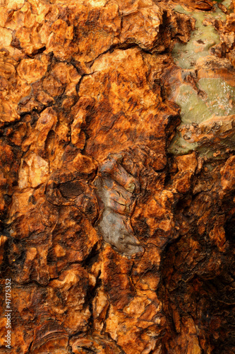 Photo: Old wood Old wood