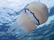 Lungenqualle (Rhizostoma pulmo)