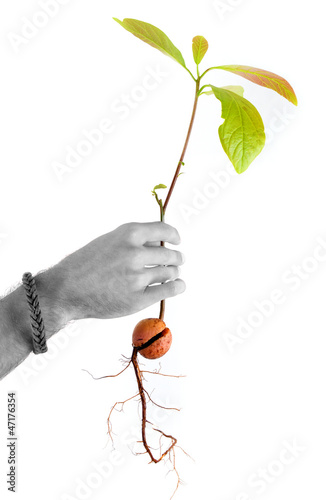 Photo: Croissance - Plante tenue dans une main Croissance - Plante tenue dans une main