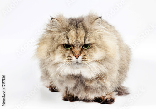 Photo: Furry persian cat golden chinchilla Furry persian cat golden chinchilla