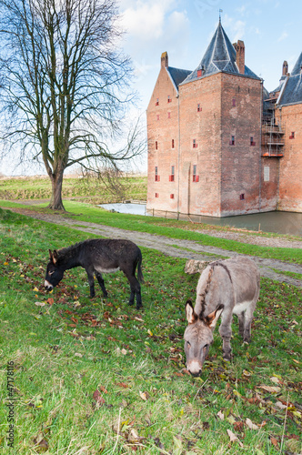 Photo: Two donkeys grazing in front of an old Dutch castle Two donkeys grazing in front of an old Dutch castle