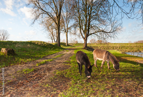 Photo: Two grazing donkeys in an autumnal landcscape Two grazing donkeys in an autumnal landcscape