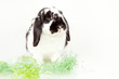 Osterhase im grünem