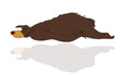Illustration: schlafender Bär mit Spiegelung schlafender Bär mit Spiegelung