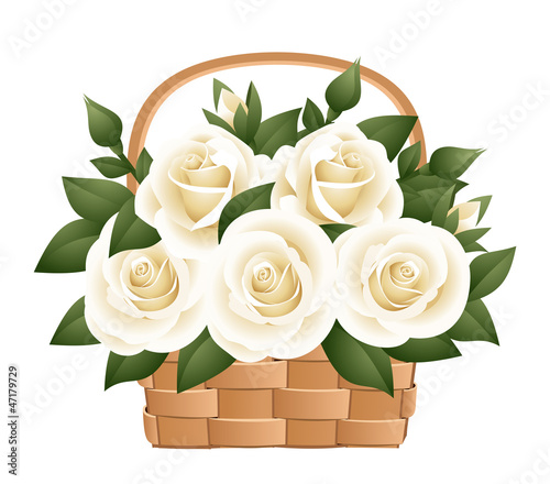 Vector: White roses in basket. Vector illustration. White roses in basket. Vector illustration.
