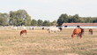 ranch with horses