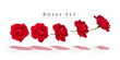 Rosen freisteller set
