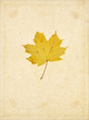 herbst blätter Papier hintergrund