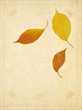 herbst blätter Papier hintergrund