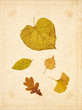 herbst blätter papier hintergrund