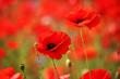 Poppies