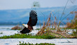 African fish eagle, Naivasha Lake National Park, Kenya