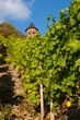 Weinberg mit Türmchen