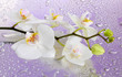 white beautiful orchid with drops on purple background