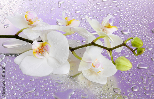 Photo: white beautiful orchid with drops on purple background white beautiful orchid with drops on purple background
