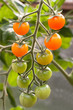 Tomatoes ripening on a vine