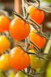 Tomatoes ripening on a vine