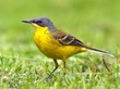 yellow Wagtail  Motacilla flava