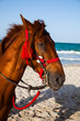 Foto: Horse head portrait Horse head portrait