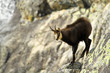 chamois