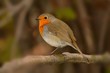 European Robin (Erithacus rubecula)