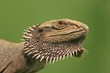 Bartagame, Amphibolurus barbatus