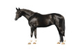 trakehner stallion on white