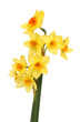 Multi headed daffodils