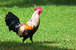 Wild Rooster in Kauai