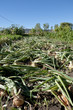 Bed of onions after stepping