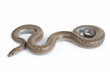 Rosy Boa on White Background