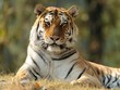 Tigre siberiana
