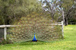 Photo: peacock peacock