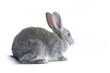 Young cute rabbit
