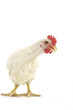 white hen isolated