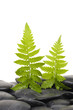 spa background- fern leaves and stones