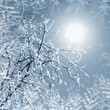 Misty winter picture