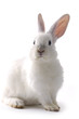 Cute Rabbit