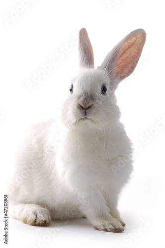 Photo: Cute Rabbit Cute Rabbit