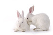 Cute Rabbit