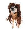 a chihuahua with a wig on