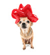 Foto: christmas chihuahua christmas chihuahua