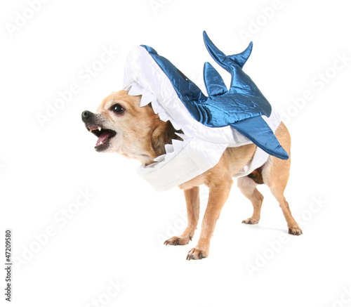 Photo: cute chihuahua in a shark costume cute chihuahua in a shark costume